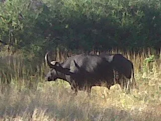 buffalo game reserve