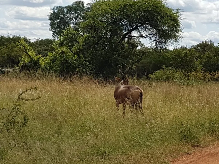 bush tswane antelope