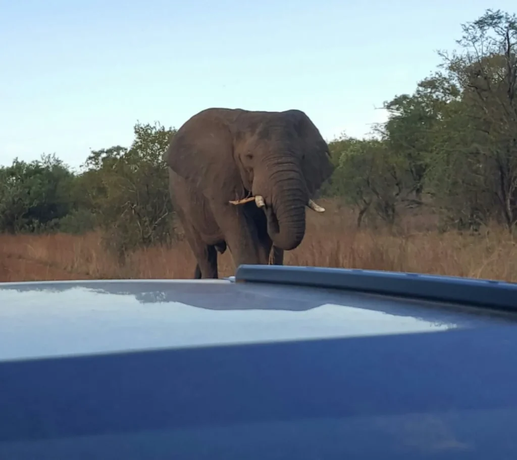elephant dinokeng