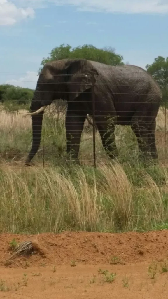elephant game reserve