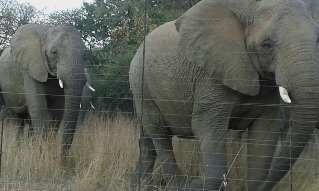 elephants rus tevrede