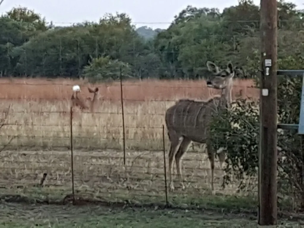 female kudu
