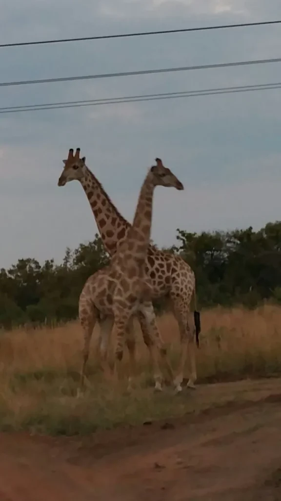 giraffes bush pretoria