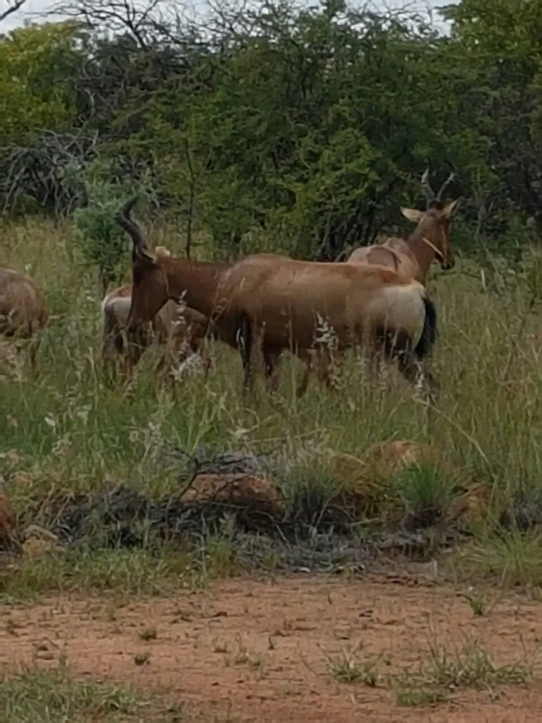 herd antelope