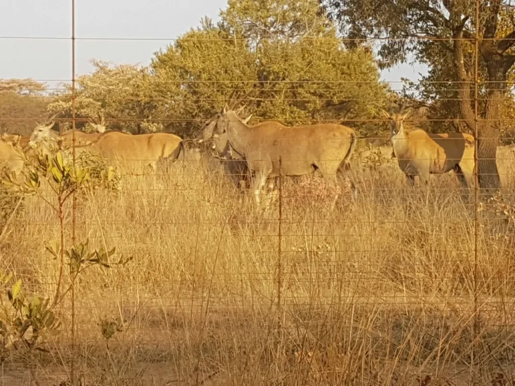 herd eland