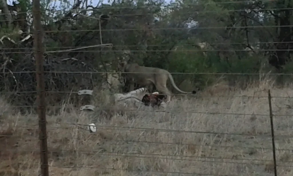 lioness feeding