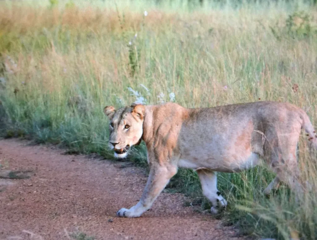 lioness game reserve