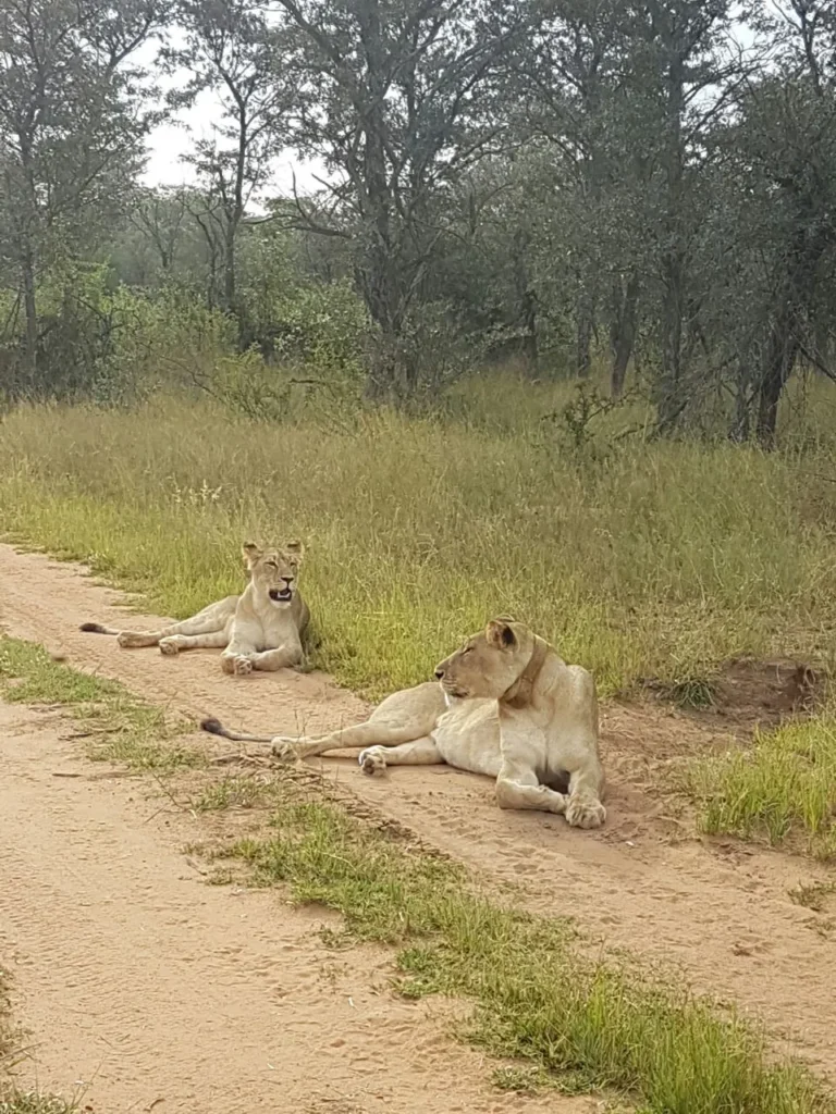 lions dinokeng