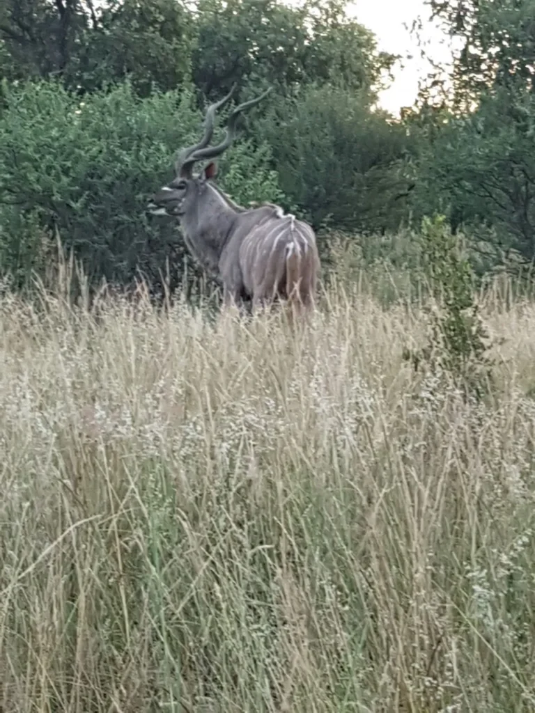 male kudu