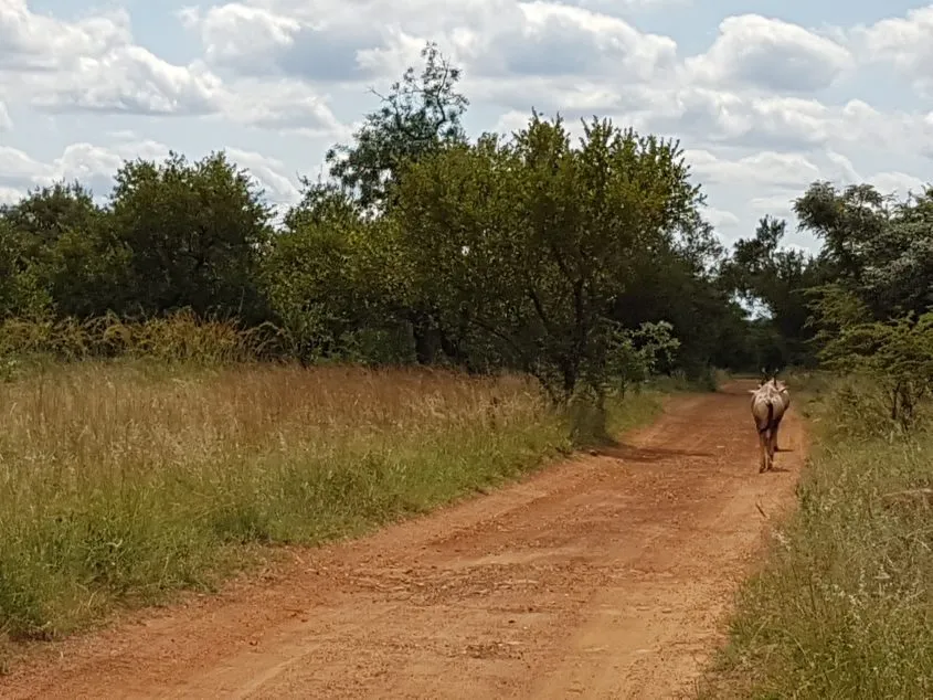 private game drive