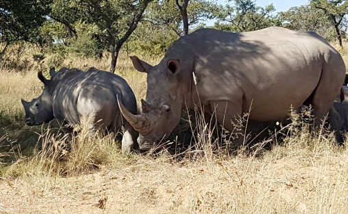 Wildlife Game Reserve