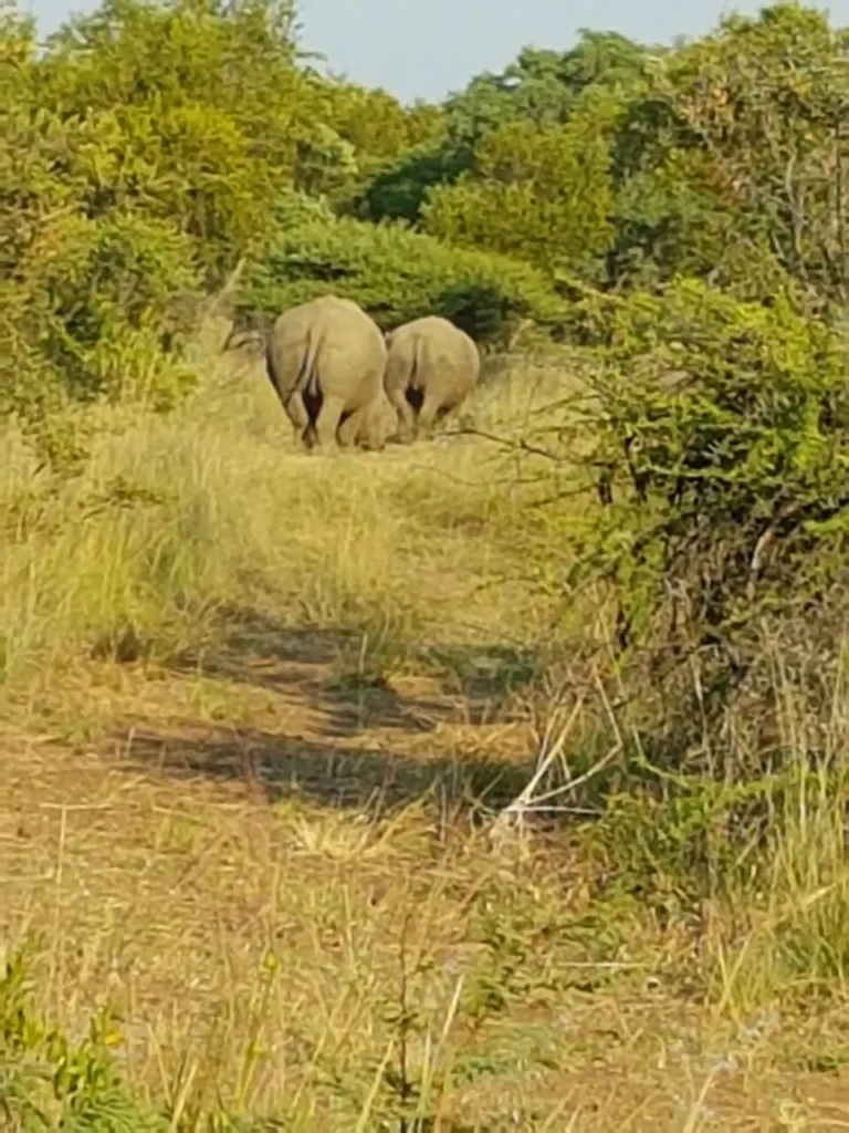 rhinos pretoria bush