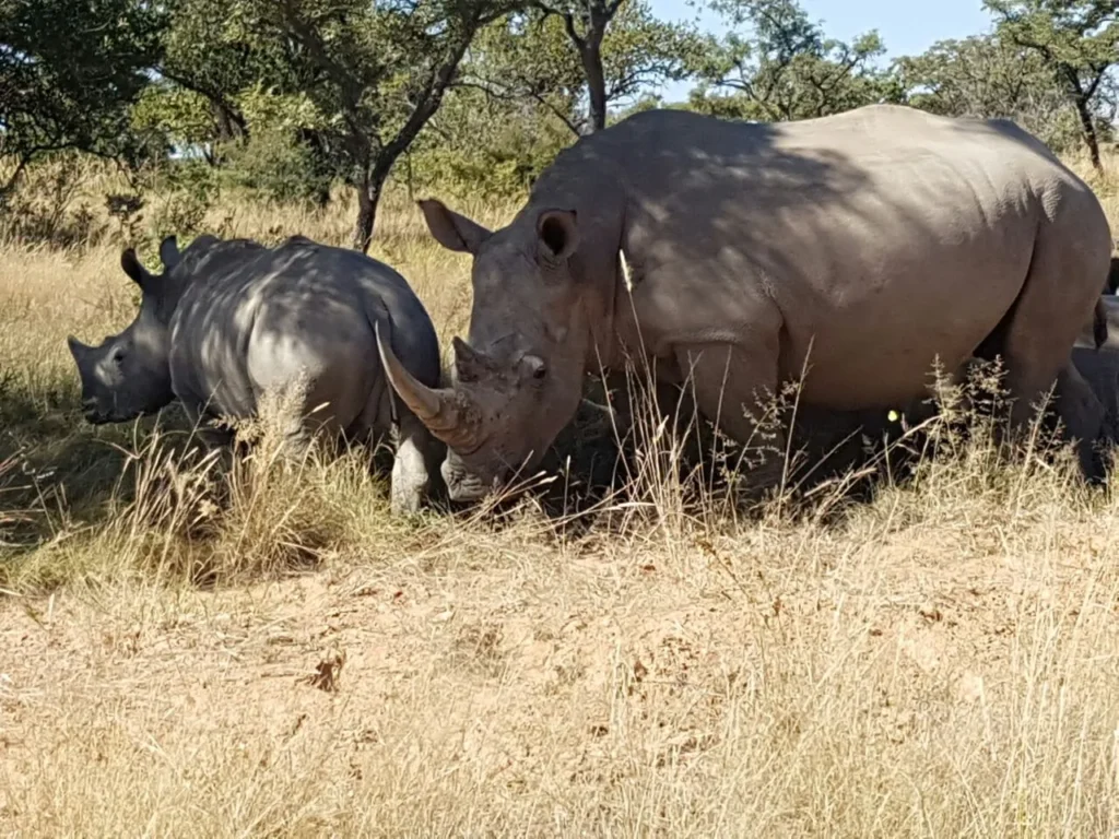 rhinos rus tevrede game