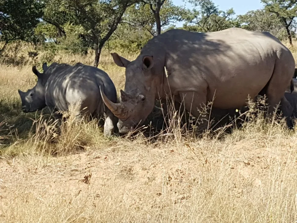 rhinos rus tevrede game