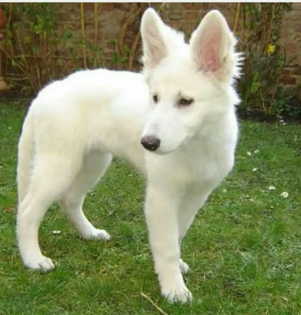 rus tevrede puppy
