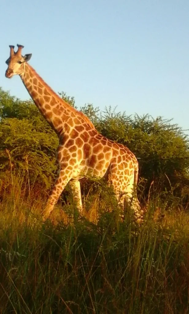 tshwane bush giraffe