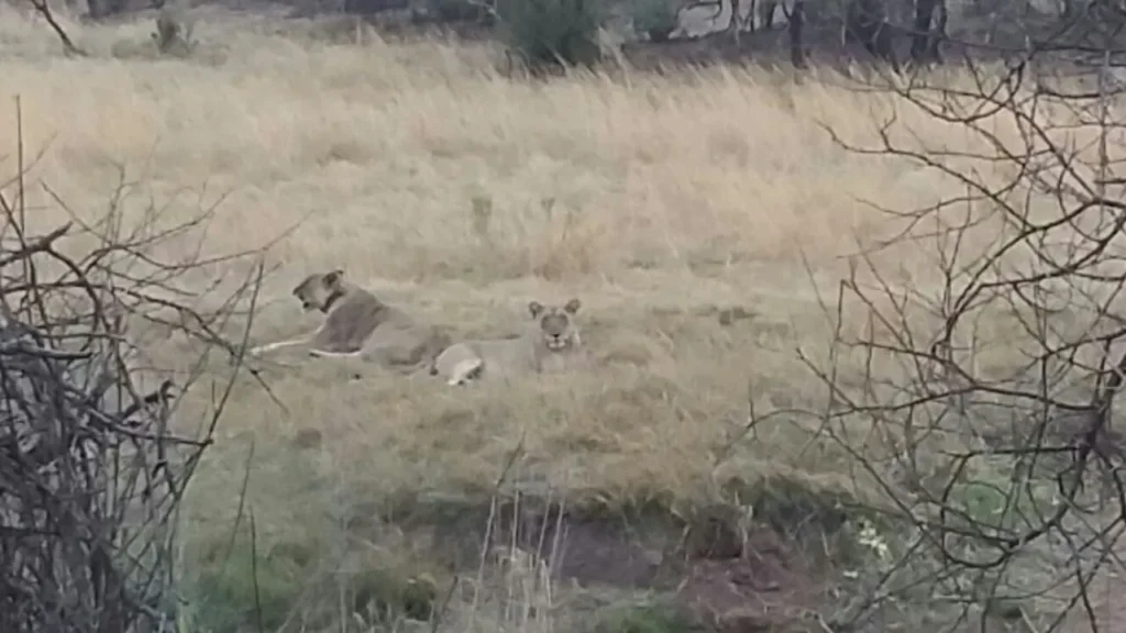 two lionesses