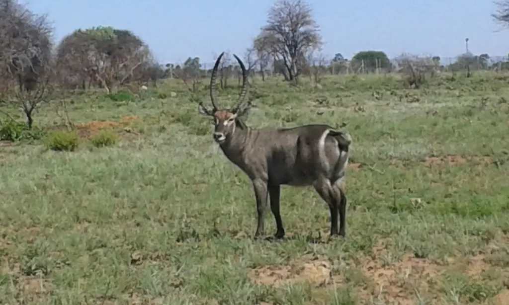 waterbuck reserve
