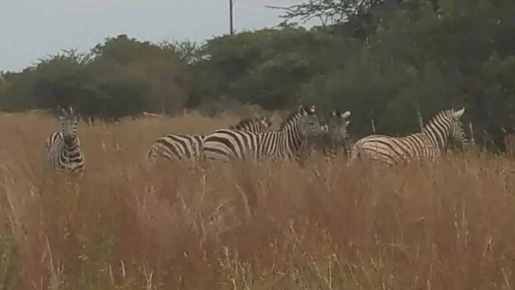 zebra herd